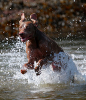 3-Sep-23-DOGS@SANDY_HAVEN