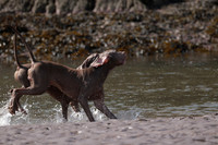 3-Sep-23-DOGS@SANDY_HAVEN